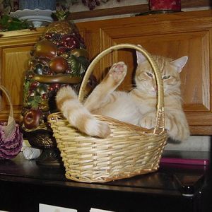 Meet your Posher, Sharon